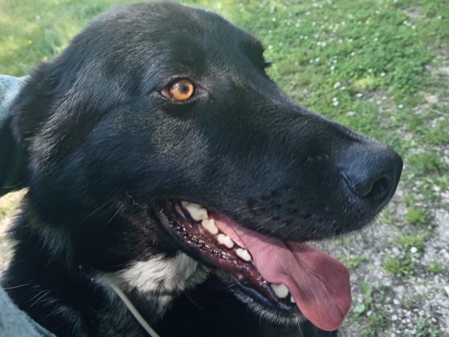 Adotta un cane, maschio, 3 anni e 5 mesi, Isernia