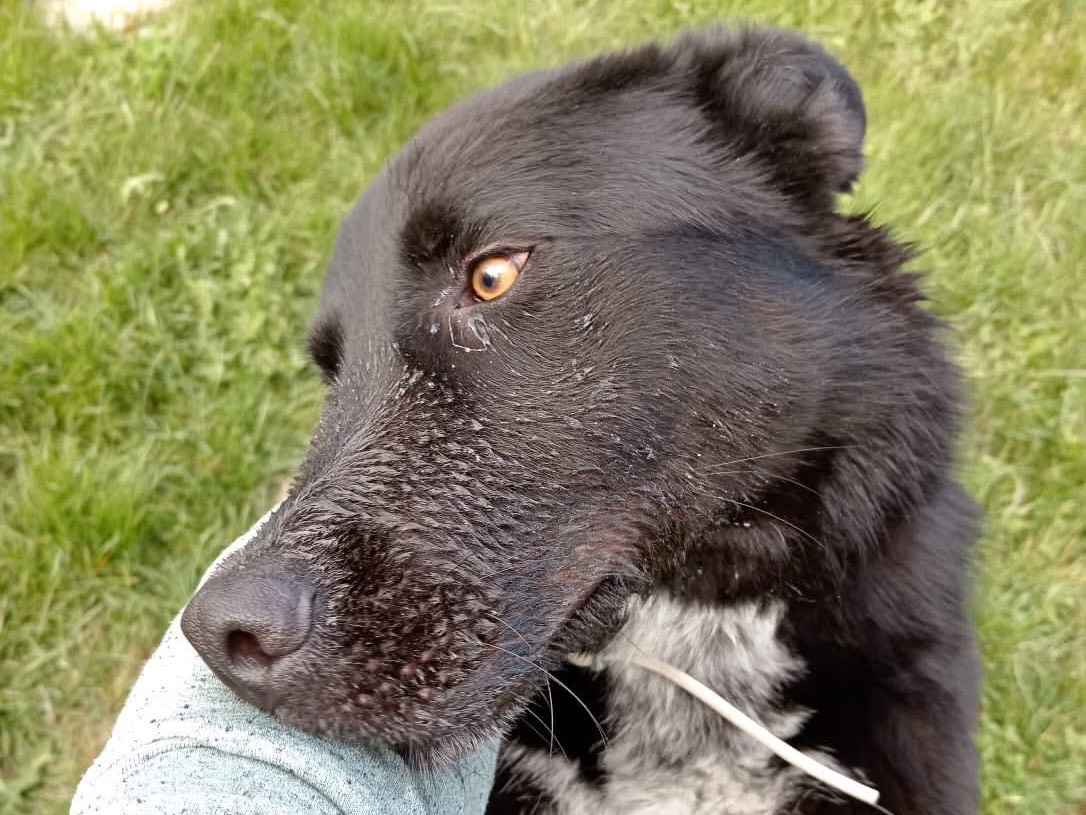 Vuoi adottare un cane a Isernia?