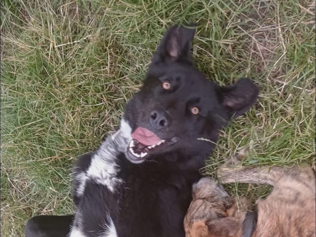 Adotta il cane Chase a Isernia