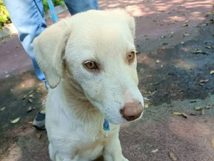 Adozione cane, femmina, Labrador Retriever Razza sconosciuta, 1 anno e 4 mesi, taglia media, Pavia