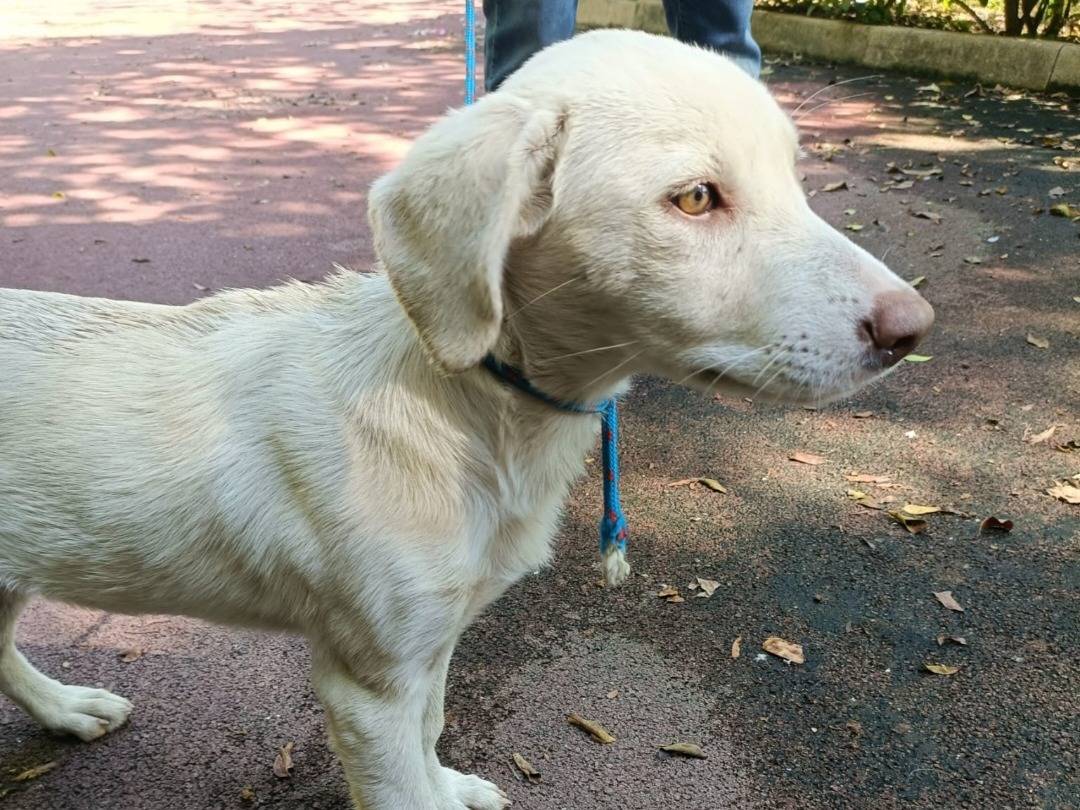 Adotta un cane, femmina, 1 anno e 4 mesi, Pavia