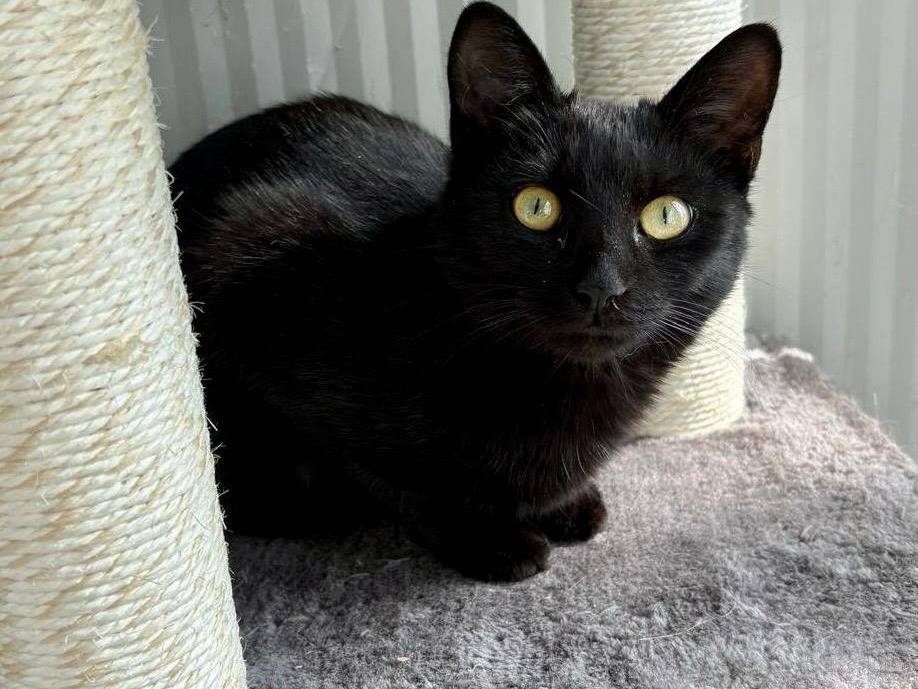 Adozione gatto, femmina, Razza sconosciuta Razza sconosciuta, 7 mesi, taglia non valida, Torino