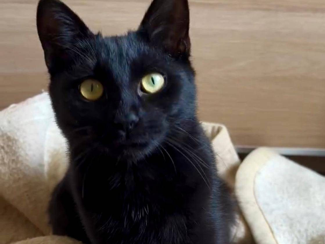 Adotta un gatto, femmina, 7 mesi, Torino