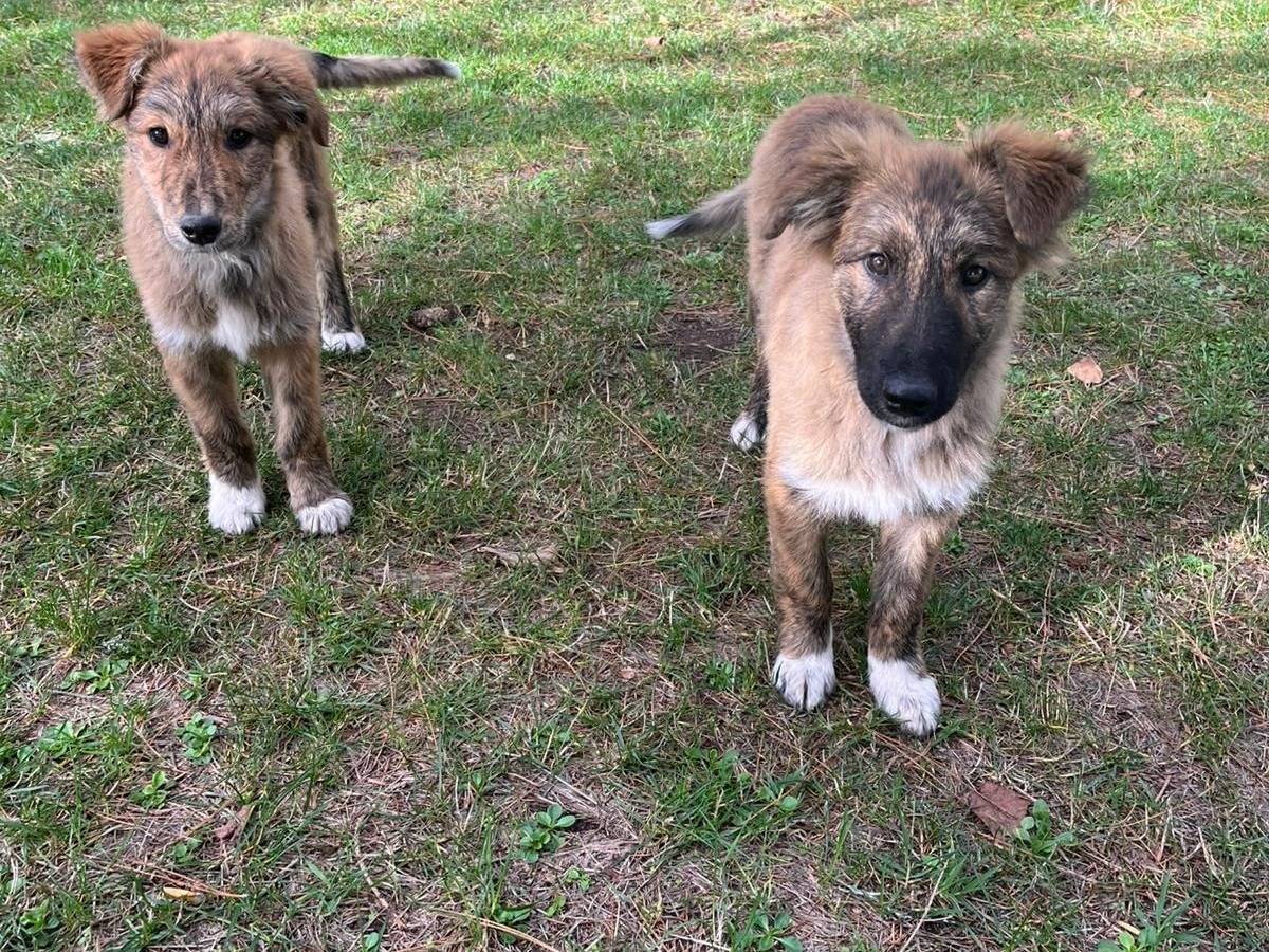 Adozione cane, maschio, Razza sconosciuta Razza sconosciuta, 3 mesi, taglia media, Crotone