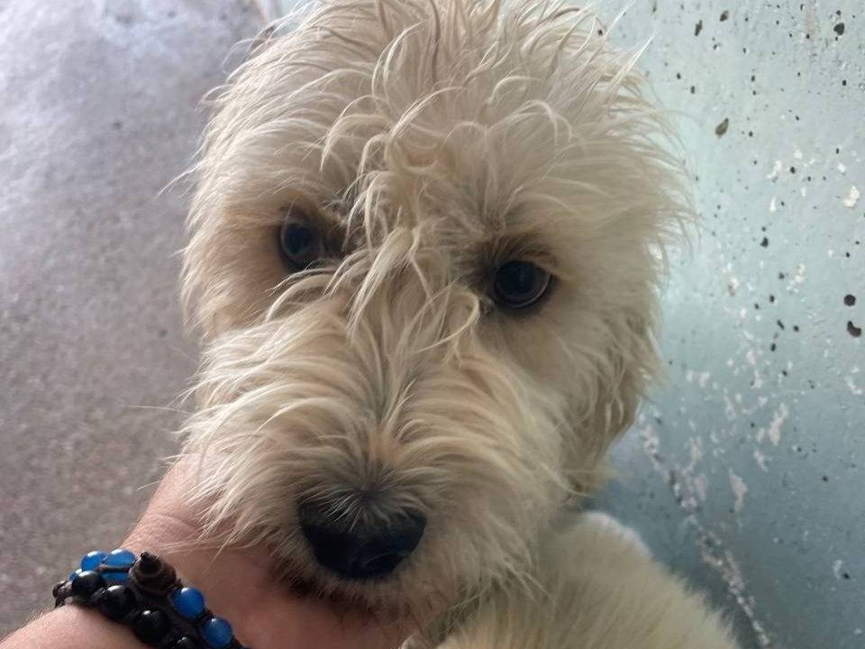 Adozione cane, maschio, Razza sconosciuta Razza sconosciuta, 2 anni e 10 mesi, taglia media contenuta, Crotone