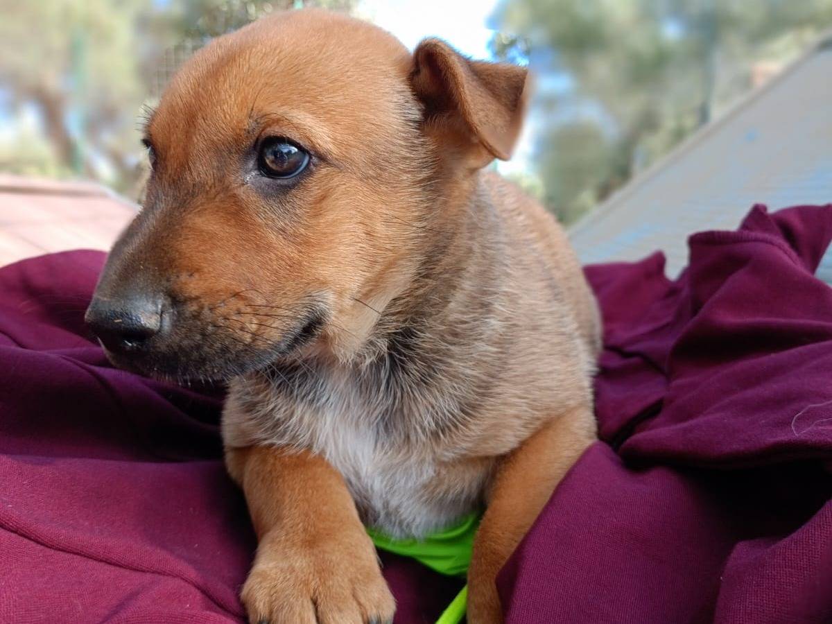 Adotta un cane, taglia media, maschio, Vibo