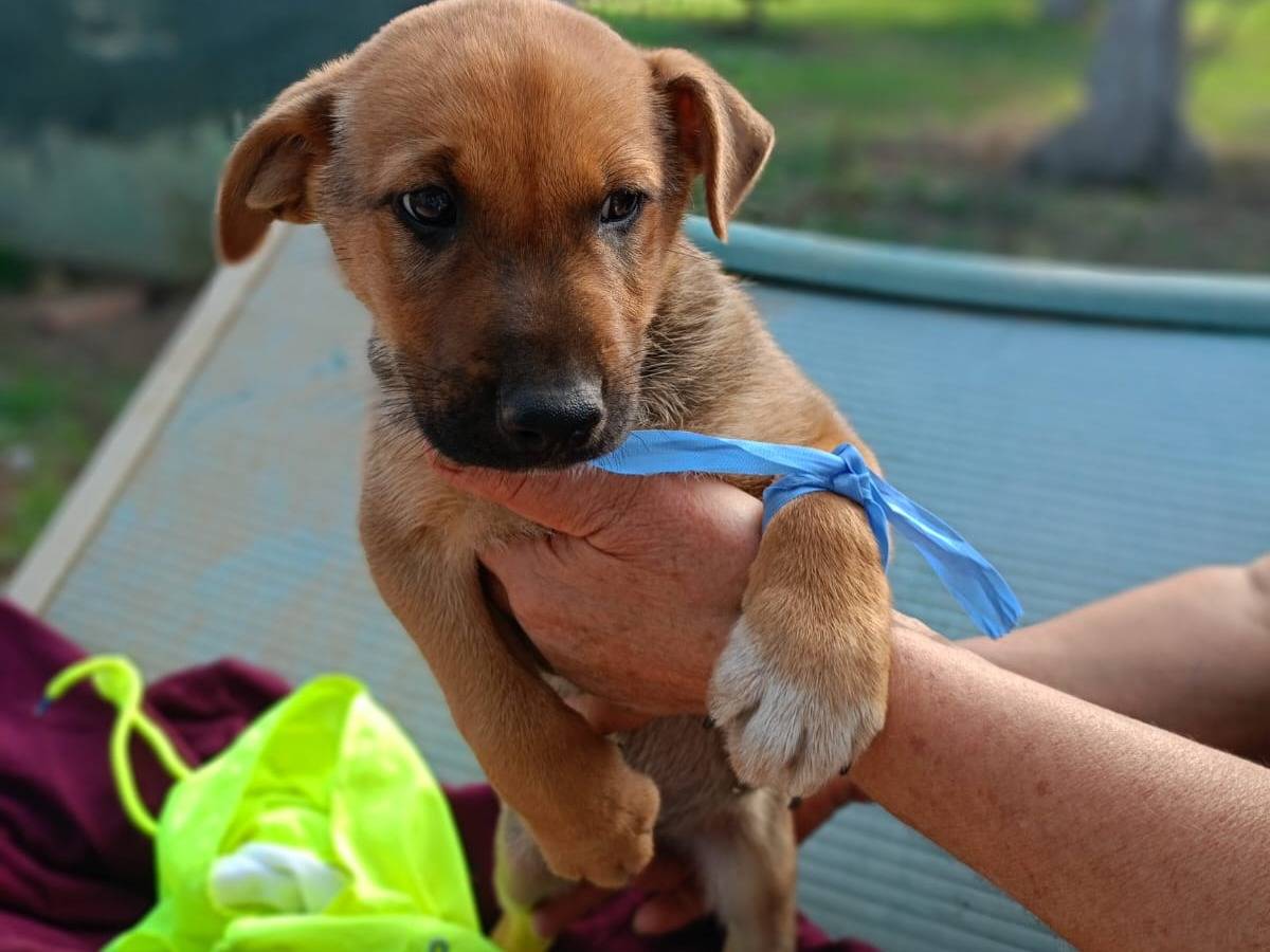 Vuoi adottare un cane a Vibo?