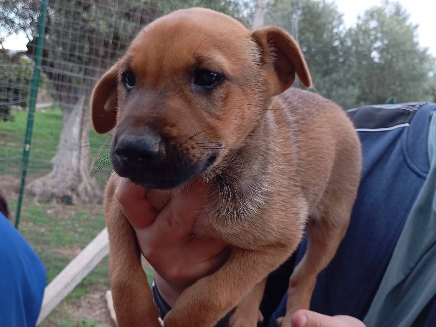 Adotta il cane AREA a Vibo