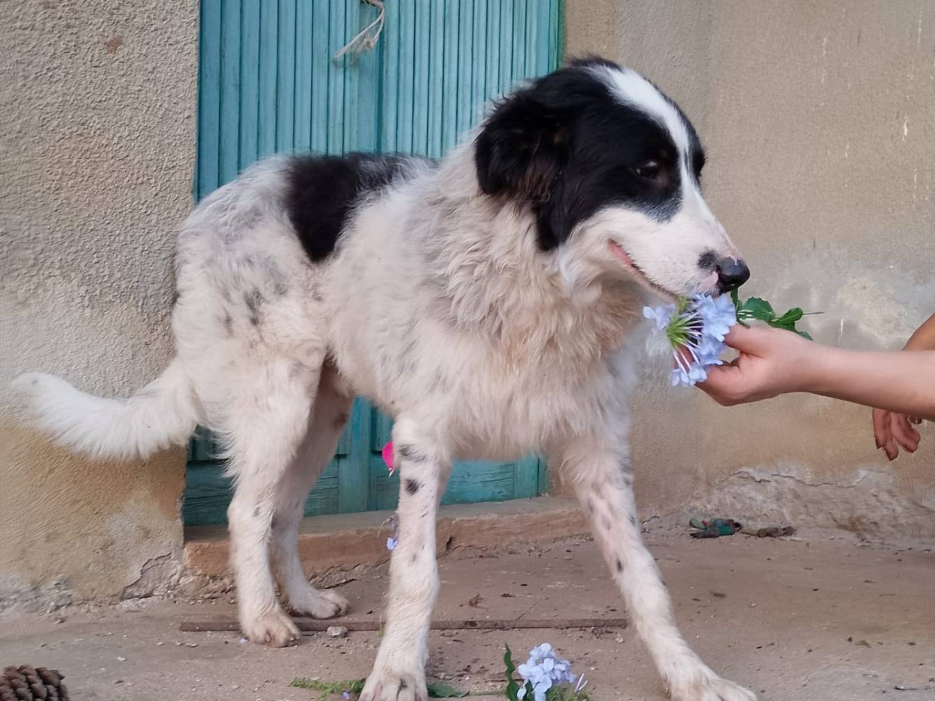 Adotta un cane, maschio, 6 mesi, Catanzaro