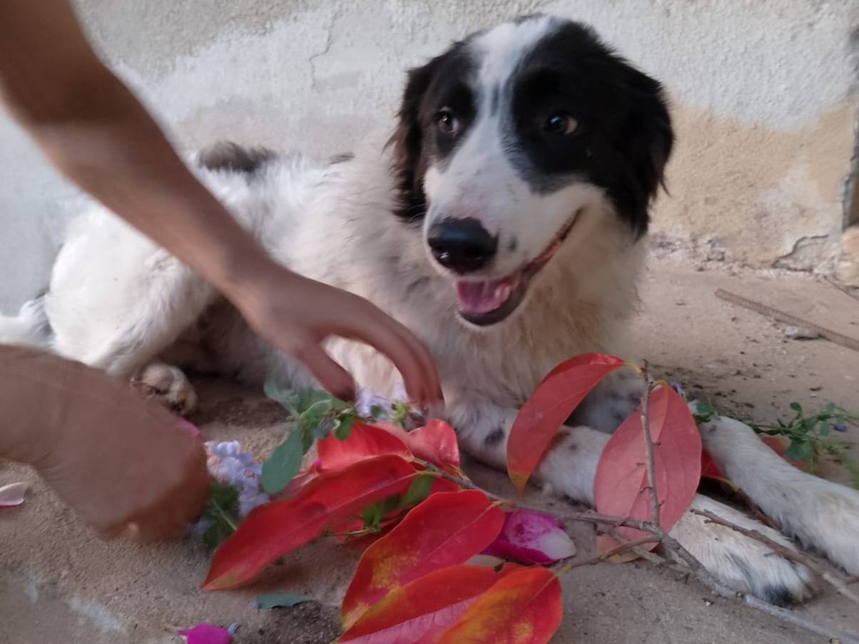 Vuoi adottare un cane a Catanzaro?