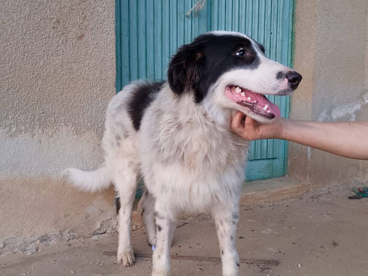 Adotta il cane CESAR a Catanzaro