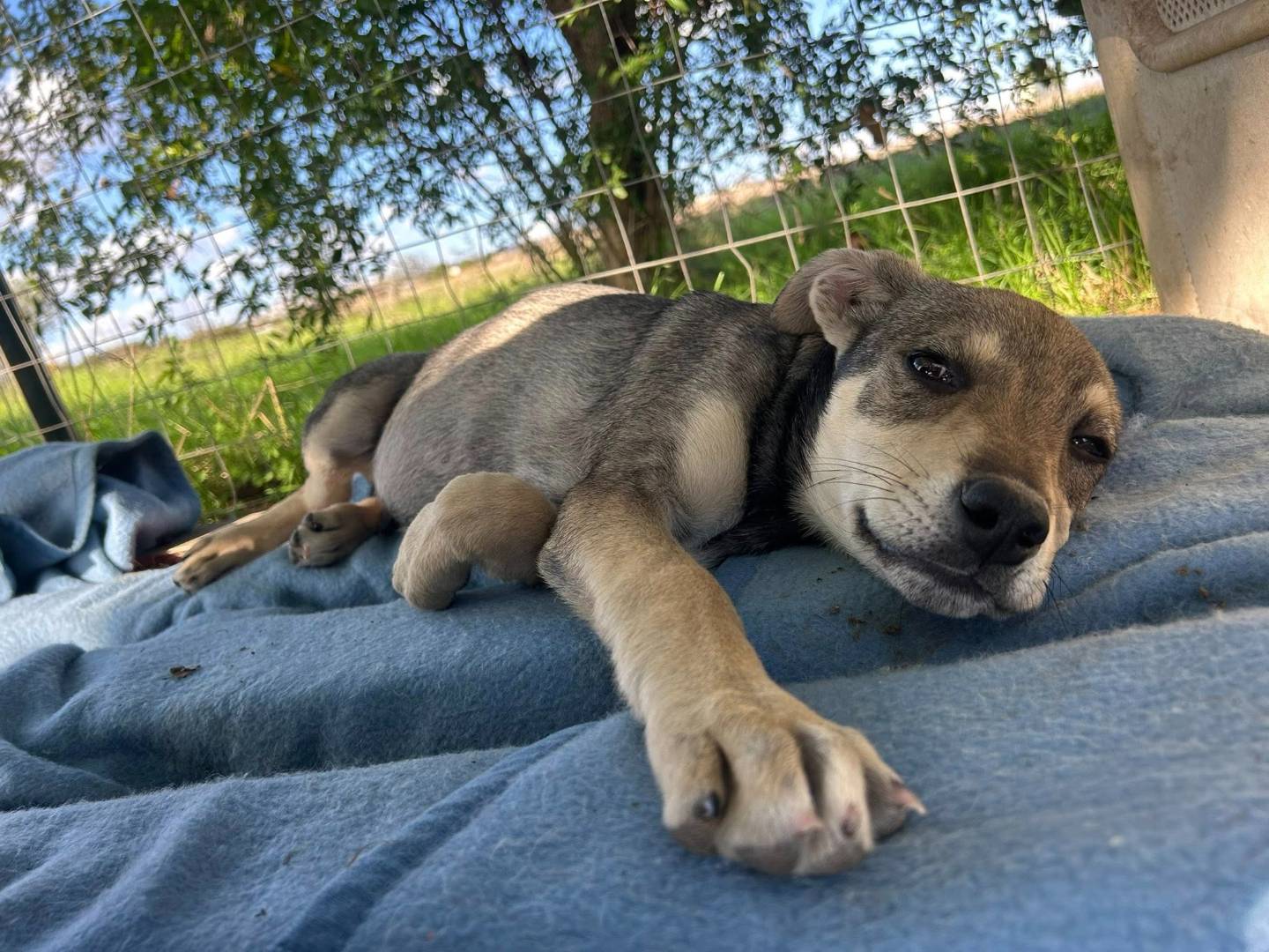 Adozione cane, maschio, Razza sconosciuta Razza sconosciuta, 4 mesi, taglia media, Matera