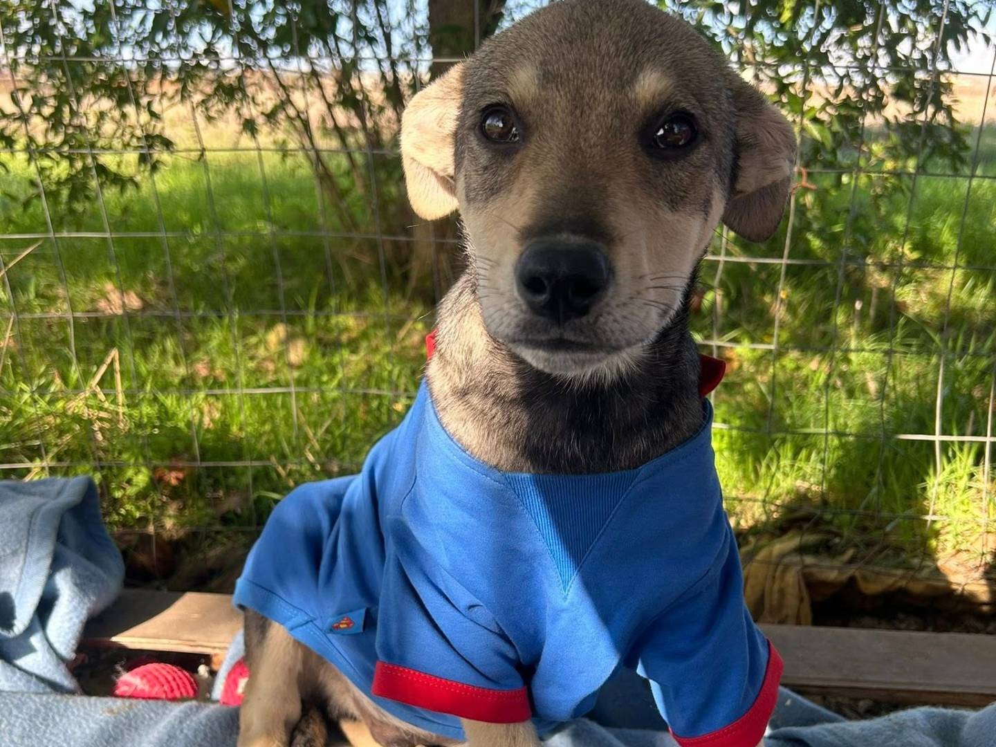 Adotta un cane, maschio, 4 mesi, Matera