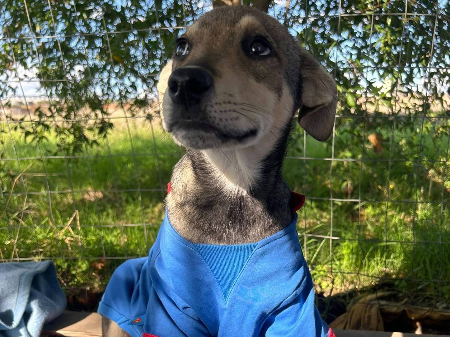 Adotta un cane, taglia media, maschio, Matera