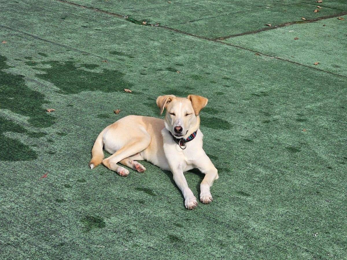 Adozione cane, maschio, Razza sconosciuta Razza sconosciuta, 11 mesi, taglia media, Cosenza