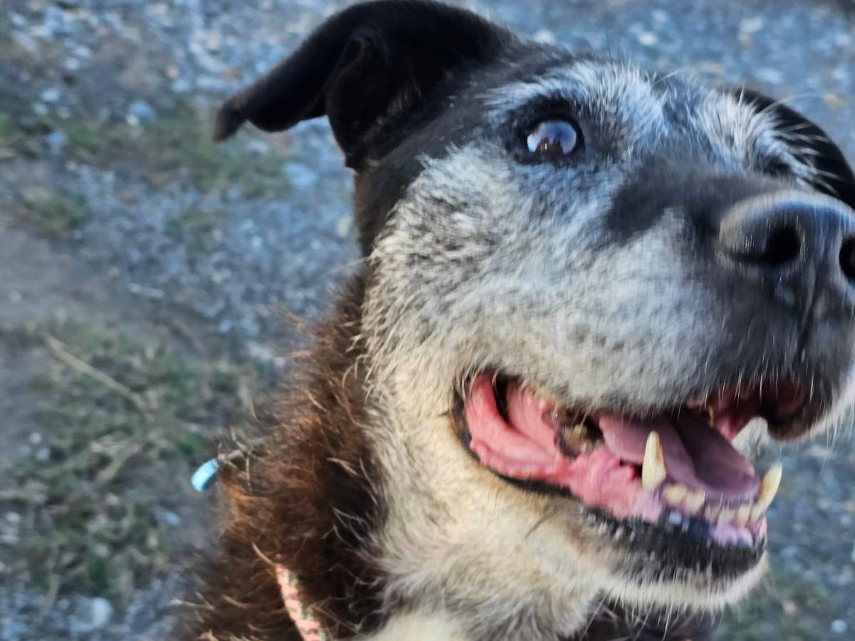 Vuoi adottare un cane a Cosenza?