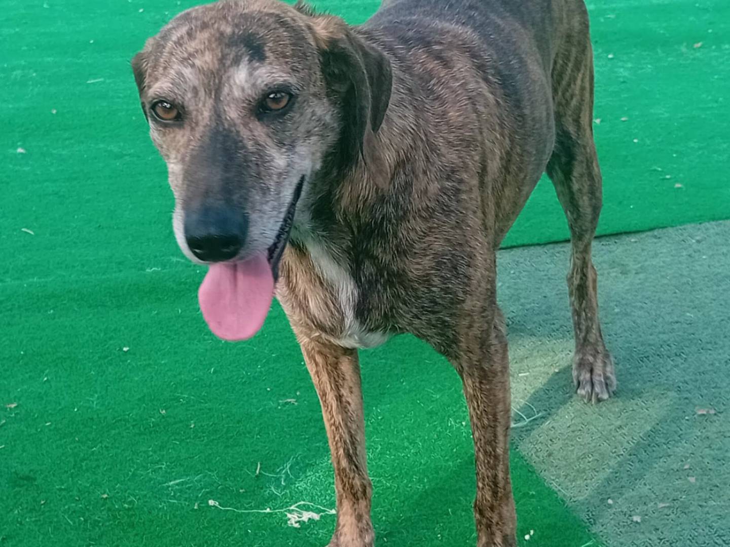 Adotta un cane, taglia media contenuta, femmina, Cosenza