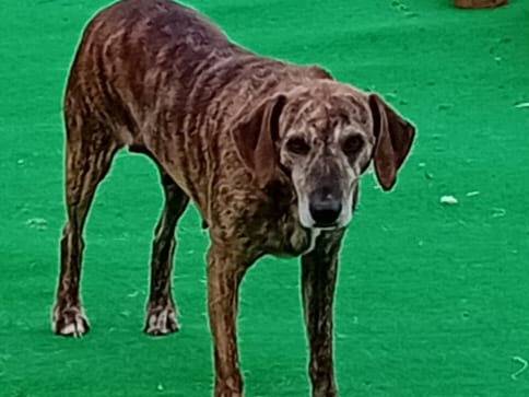 Vuoi adottare un cane a Cosenza?