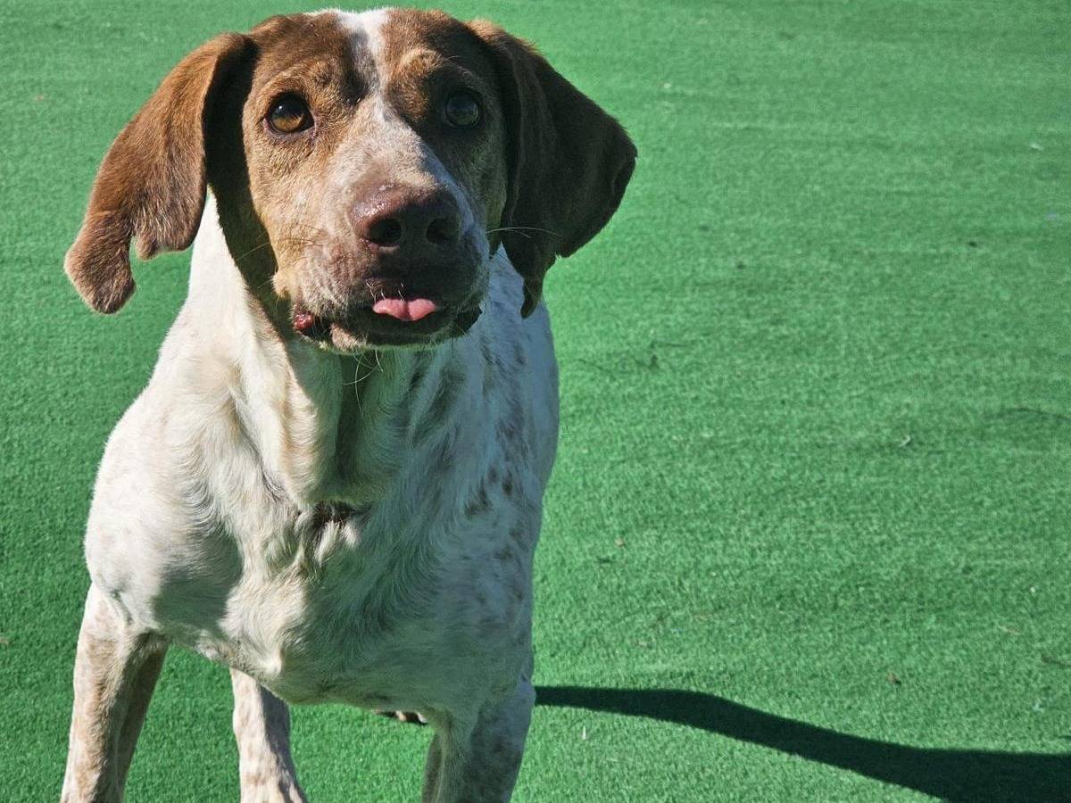 Vuoi adottare un cane a Cosenza?