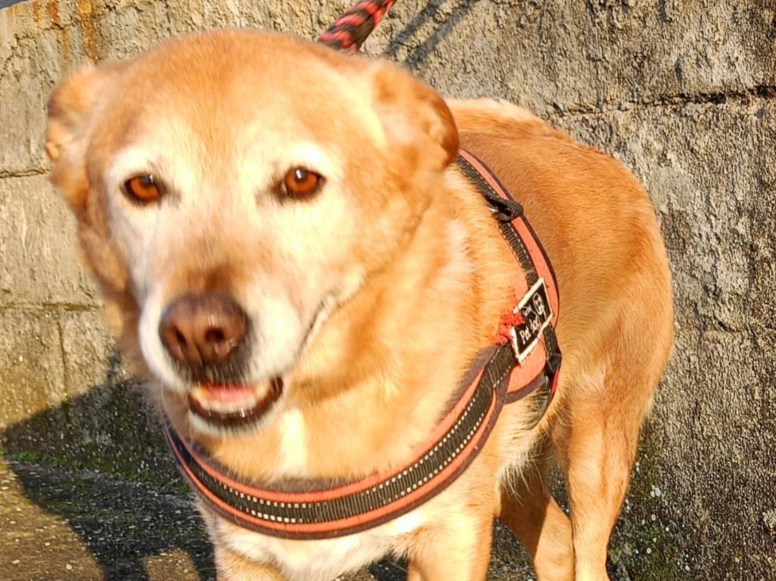 Adotta un cane, maschio, 10 anni e 1 mese, Cosenza