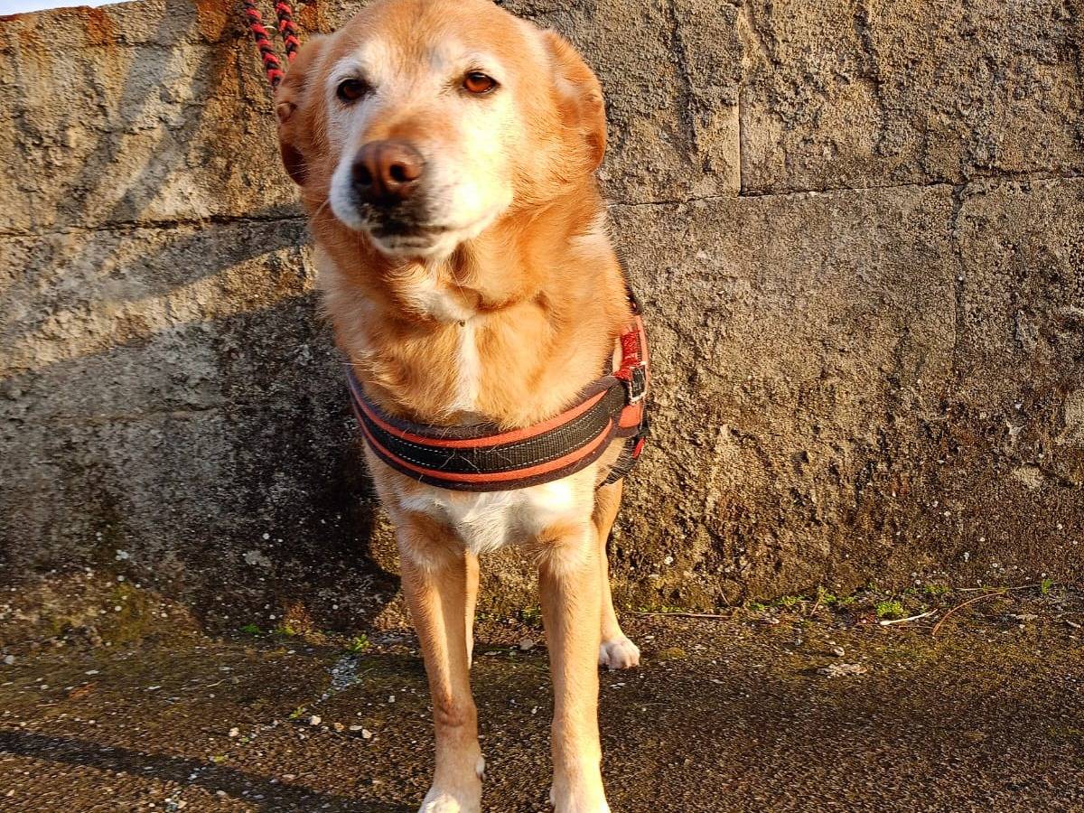 Vuoi adottare un cane a Cosenza?