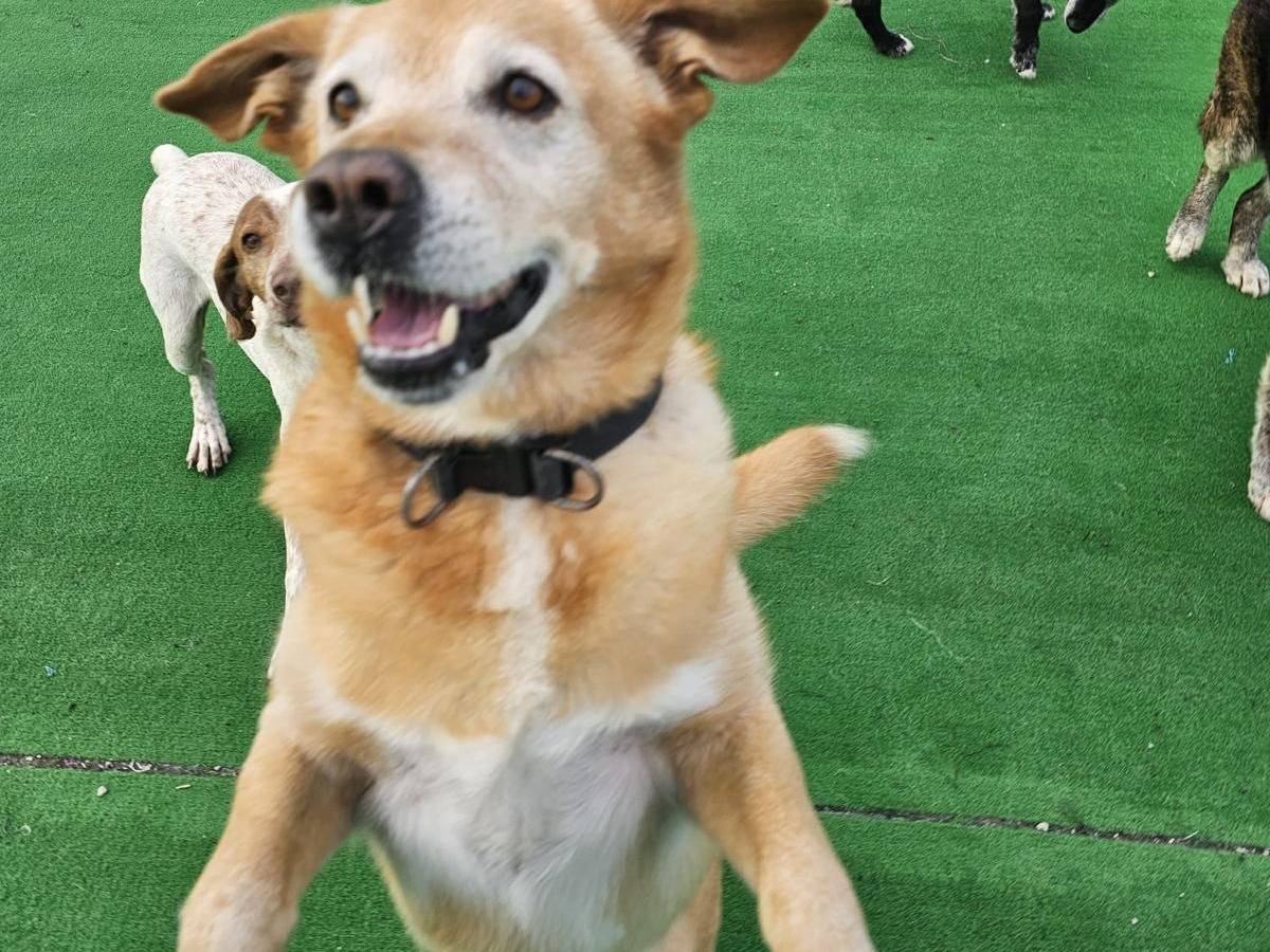 Adozione cane, maschio, Razza sconosciuta Razza sconosciuta, 10 anni e 1 mese, taglia grande, Cosenza