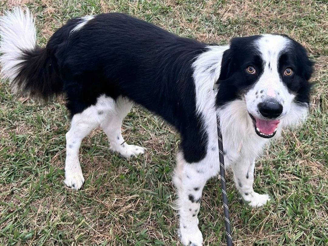 Adozione cane, maschio, Razza sconosciuta Razza sconosciuta, 3 anni, taglia gigante, Teramo