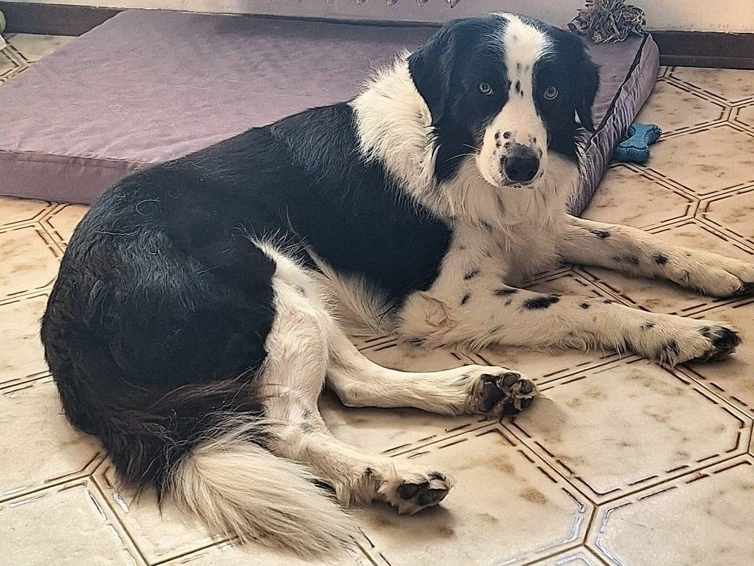 Adotta un cane, maschio, 3 anni, Teramo