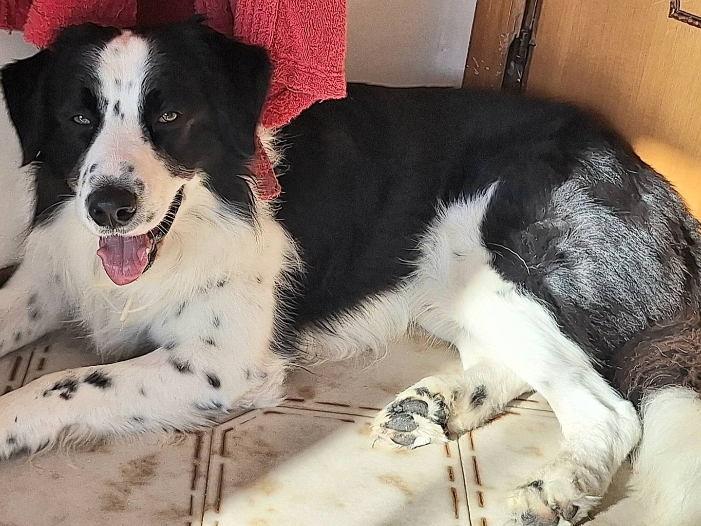 Adotta un cane, taglia gigante, maschio, Teramo