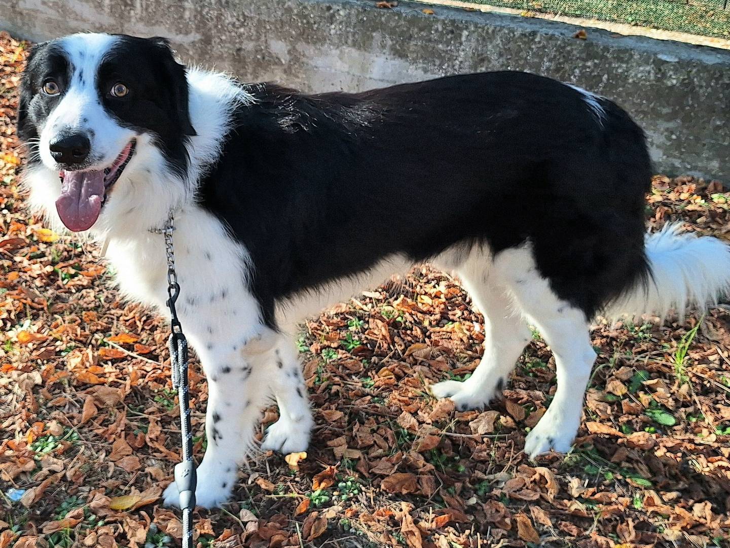 Vuoi adottare un cane a Teramo?