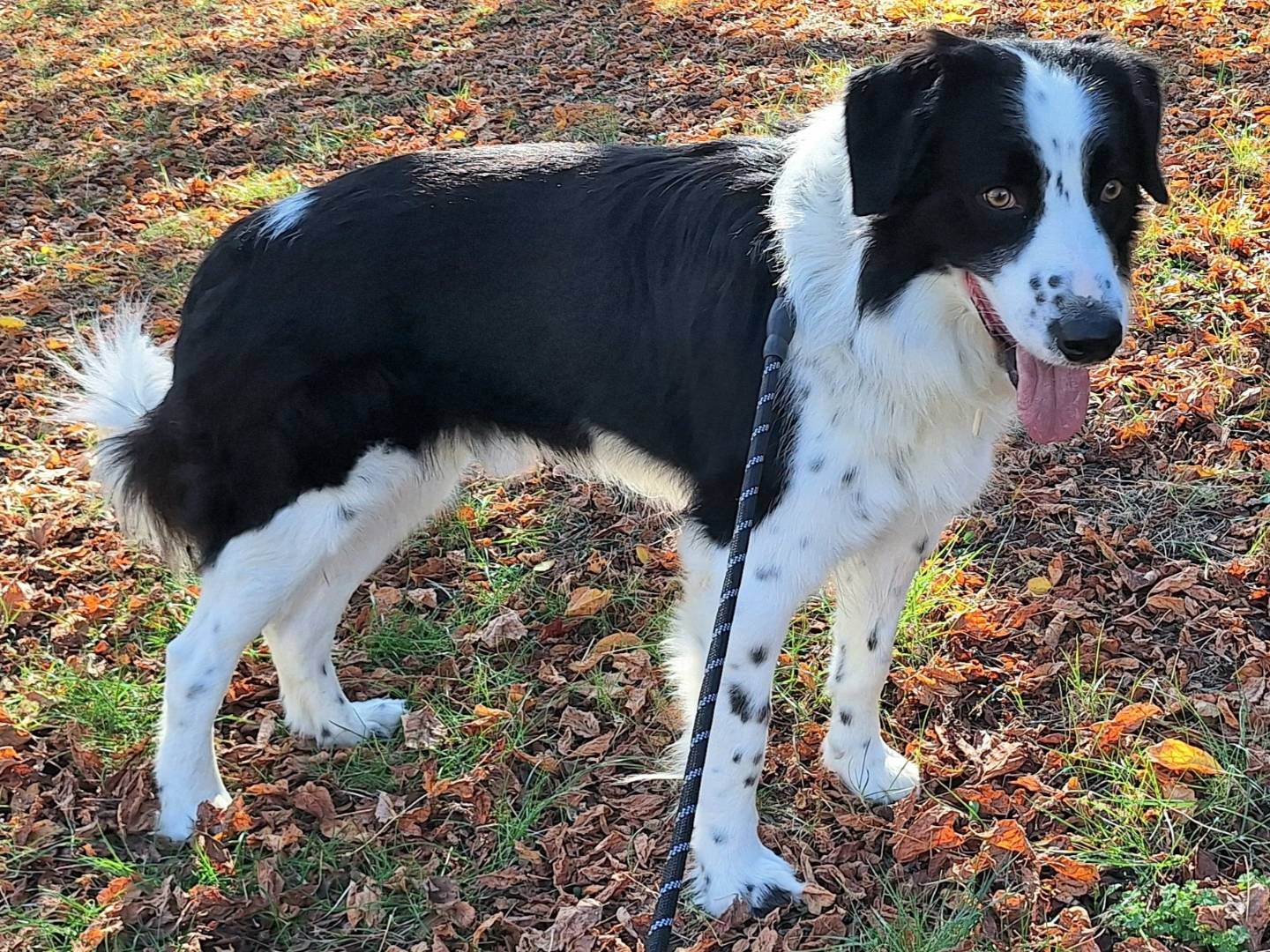 Adotta il cane Coopy a Teramo