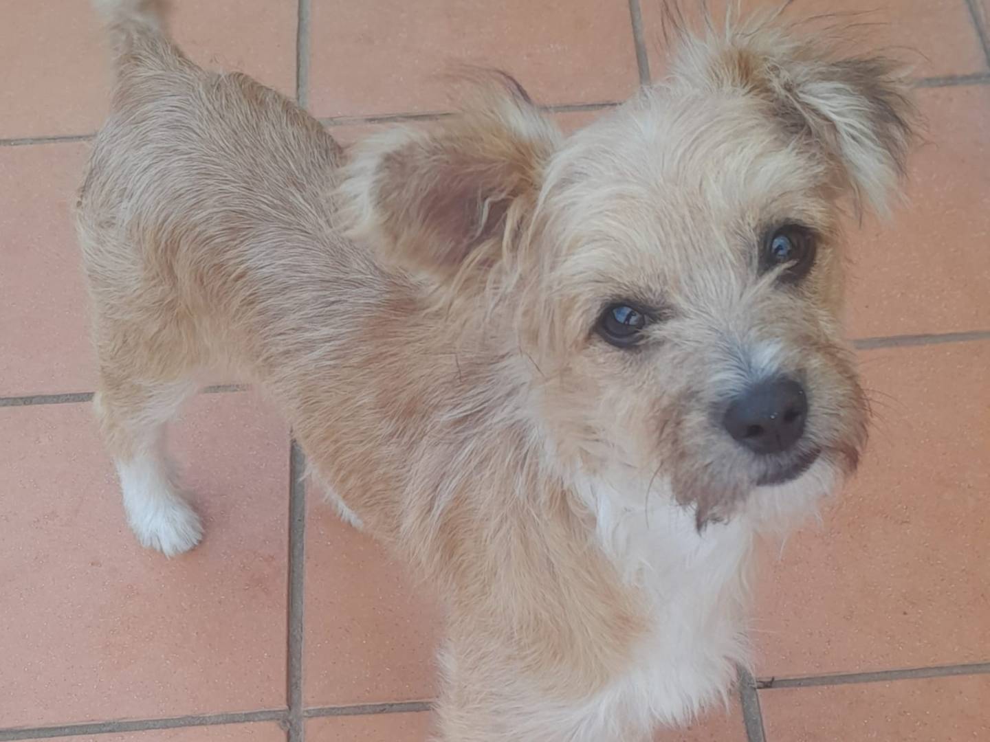 Adozione cane, femmina, Razza sconosciuta Razza sconosciuta, 4 mesi, taglia piccola, Cosenza