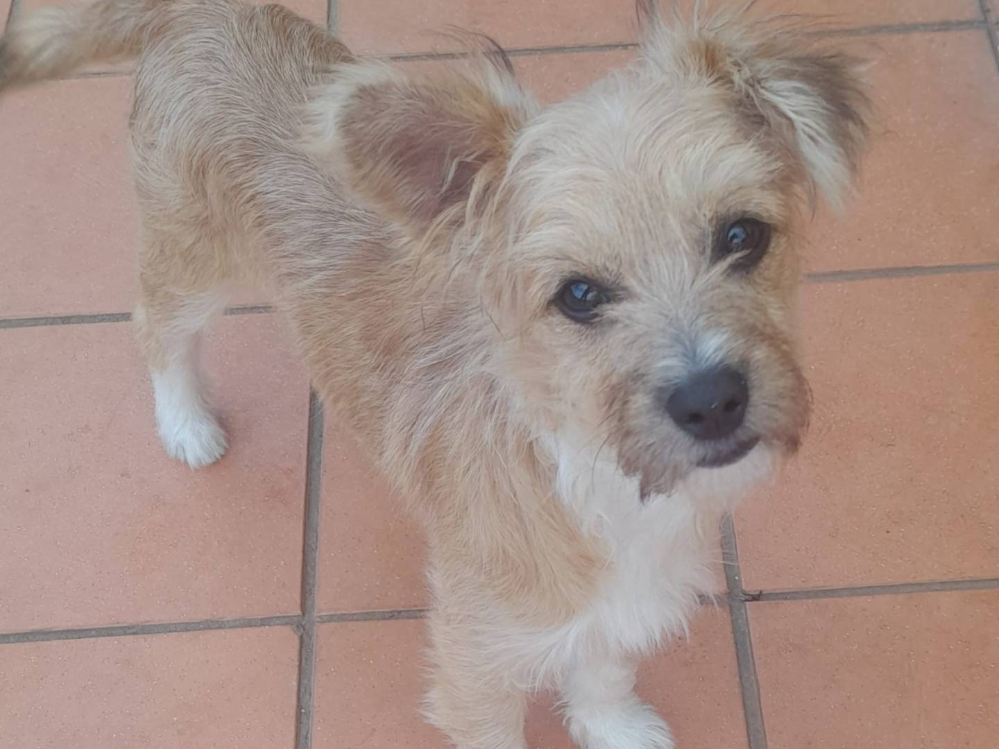 Adotta un cane, femmina, 4 mesi, Cosenza