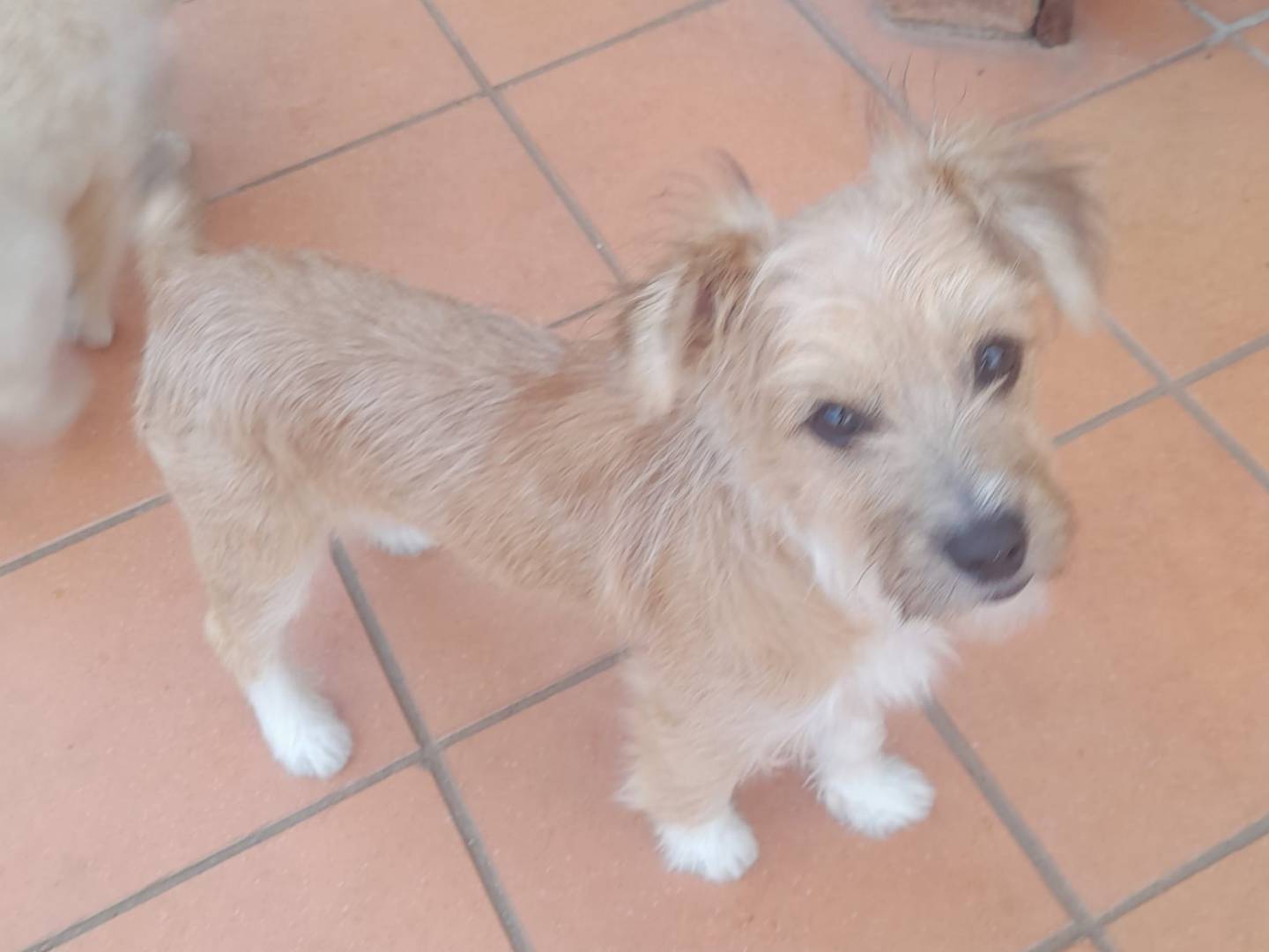 Adotta un cane, taglia piccola, femmina, Cosenza