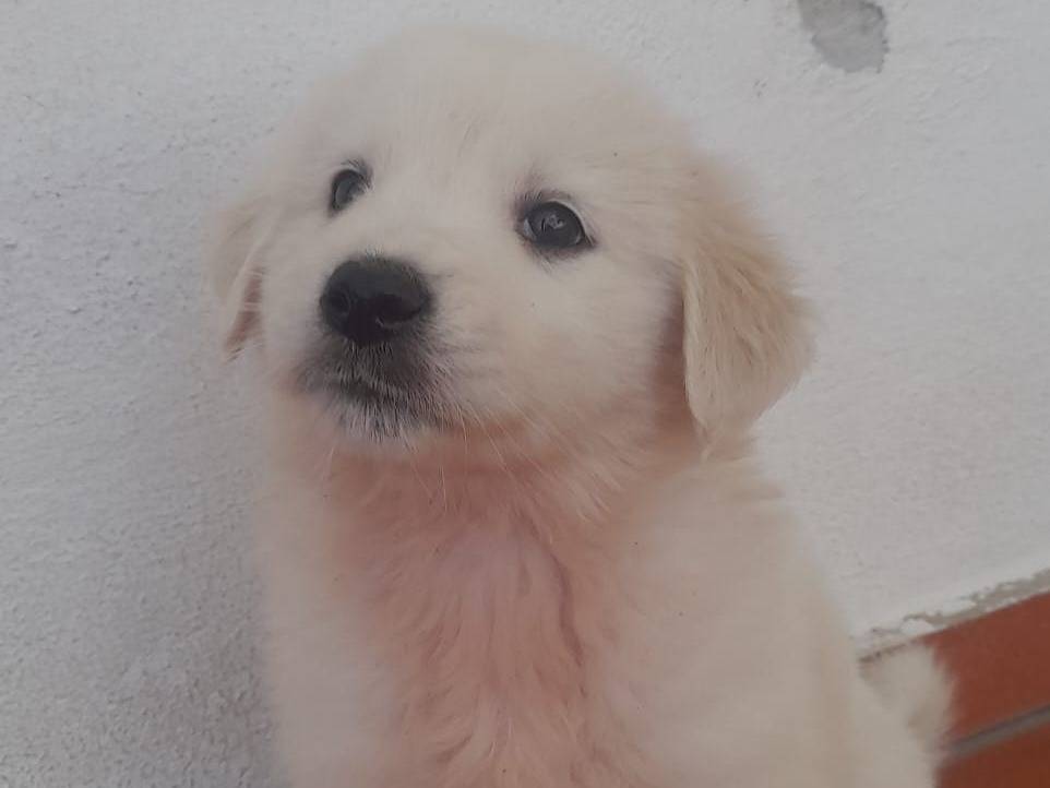 Adozione cane, femmina, Razza sconosciuta Razza sconosciuta, 2 mesi, taglia media, Cosenza