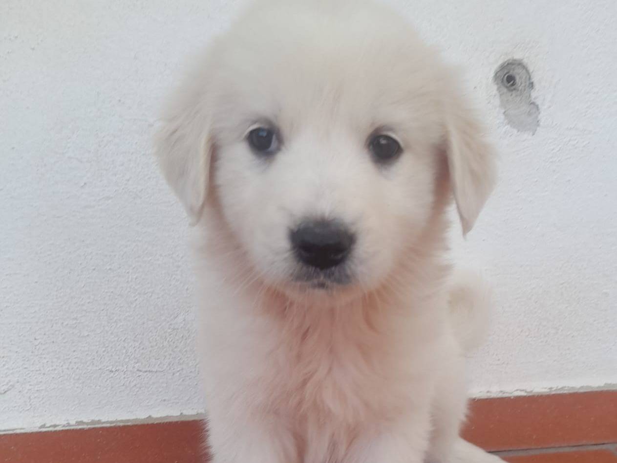 Adotta un cane, femmina, 2 mesi, Cosenza