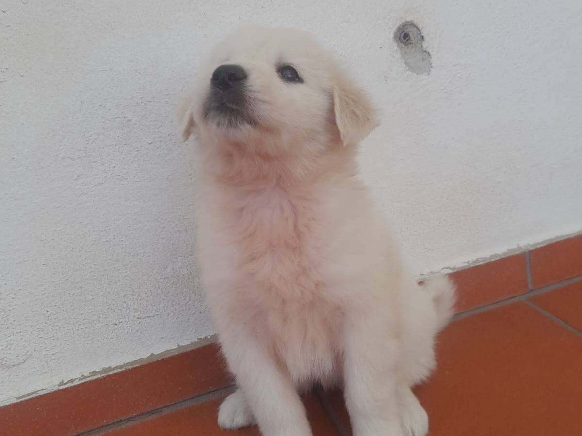 Adotta un cane, taglia media, femmina, Cosenza