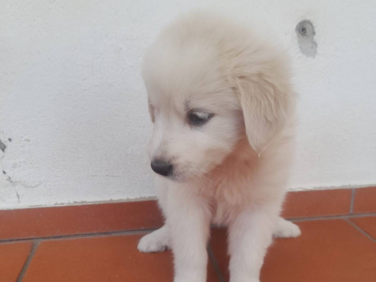 Vuoi adottare un cane a Cosenza?