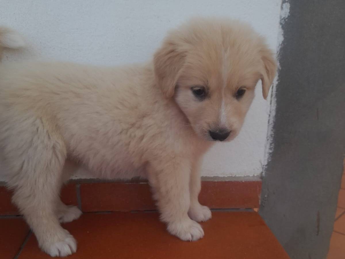 Vuoi adottare un cane a Cosenza?