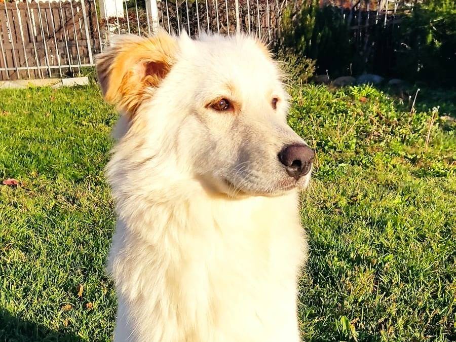 Adozione cane, maschio, Razza sconosciuta Razza sconosciuta, 8 mesi, taglia media, Torino