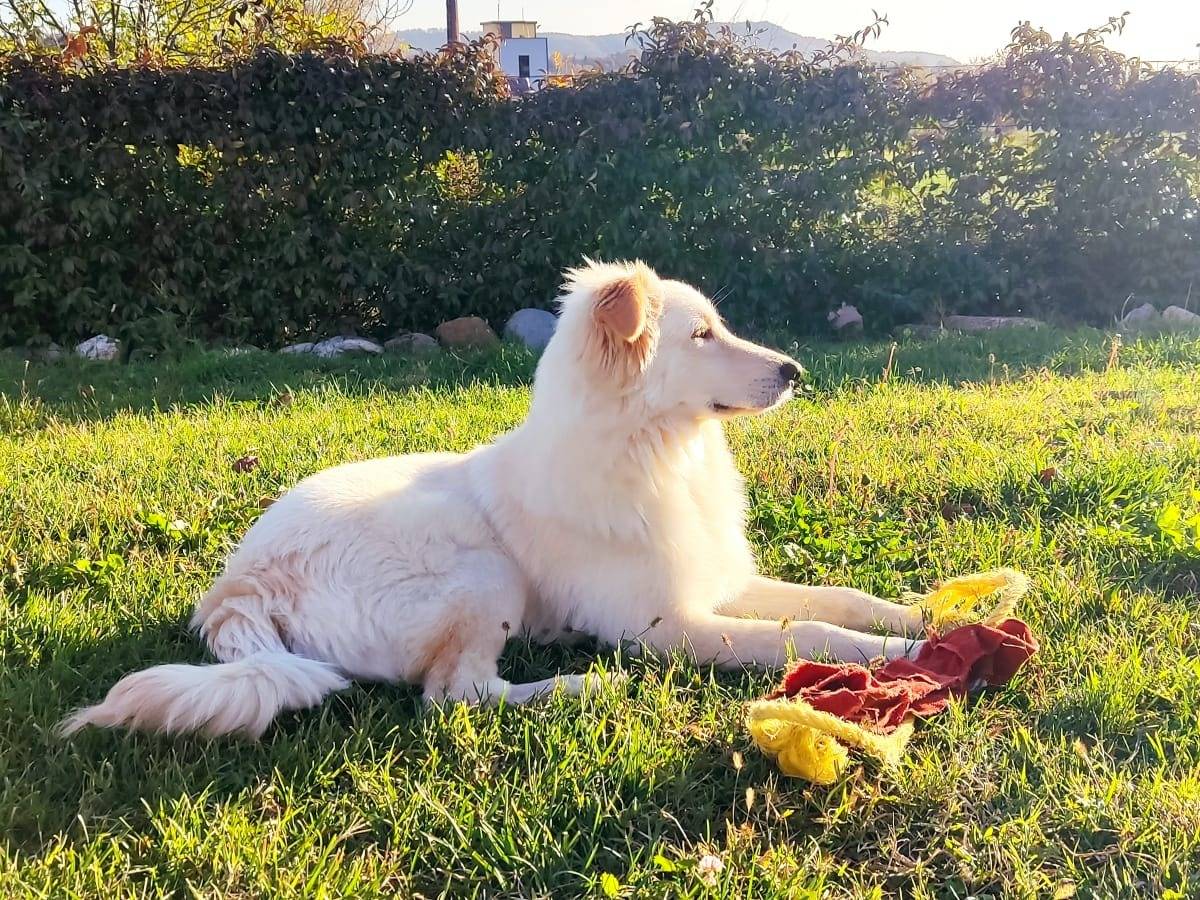 Adotta un cane, maschio, 8 mesi, Torino