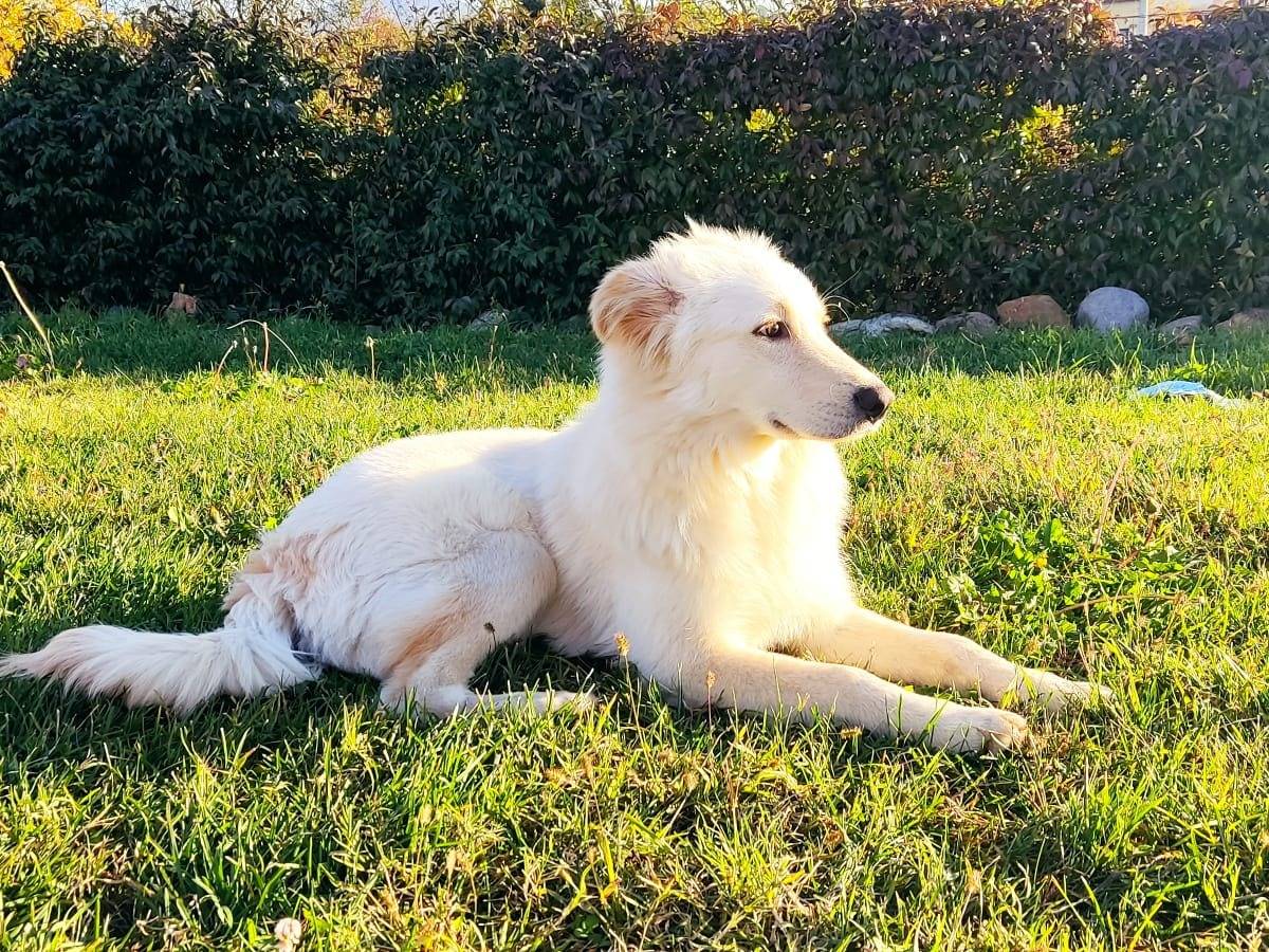 Adotta un cane, taglia media, maschio, Torino