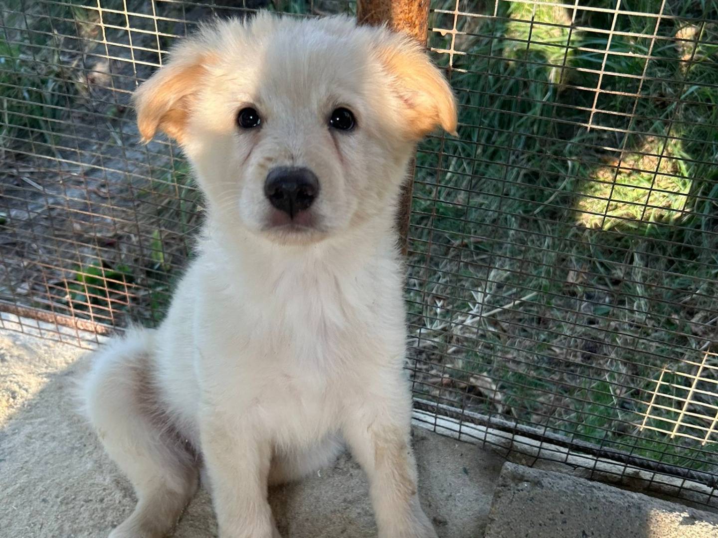 Vuoi adottare un cane a Torino?