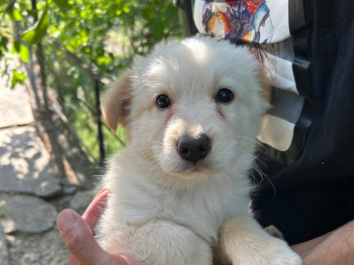 Adotta il cane POLDO a Torino