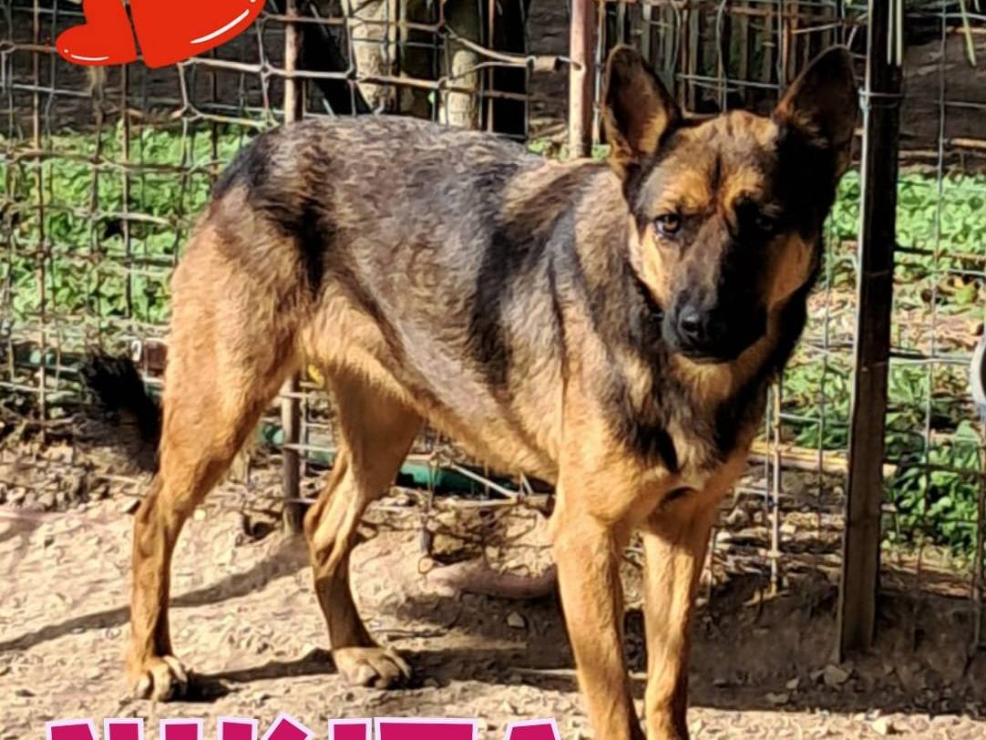 Adozione cane, femmina, Razza sconosciuta Razza sconosciuta, 2 anni e 6 mesi, taglia media, Brescia