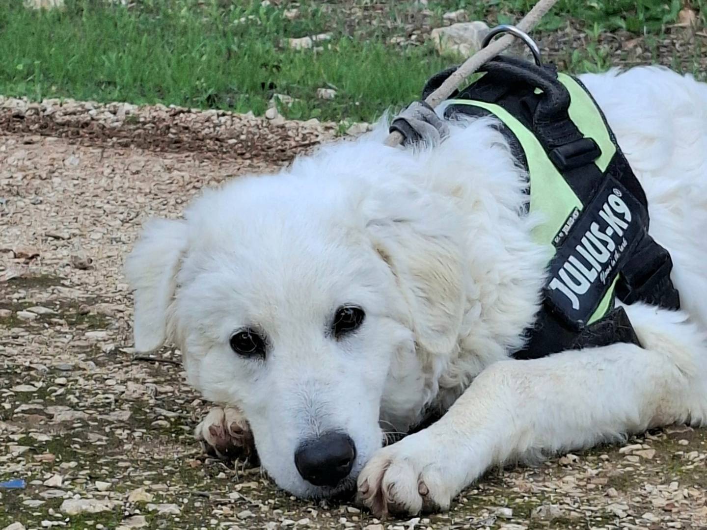 Adozione cane, maschio, Pastore maremmano Labrador Retriever, 7 mesi, taglia media, Grosseto