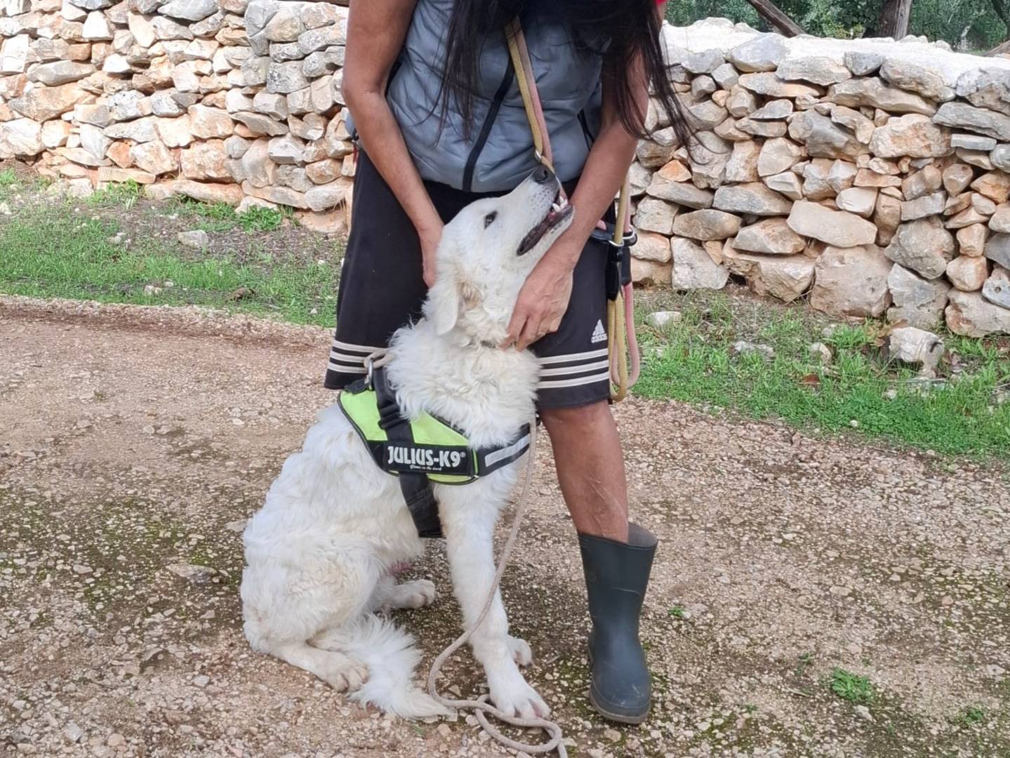Adotta un cane, maschio, 7 mesi, Grosseto