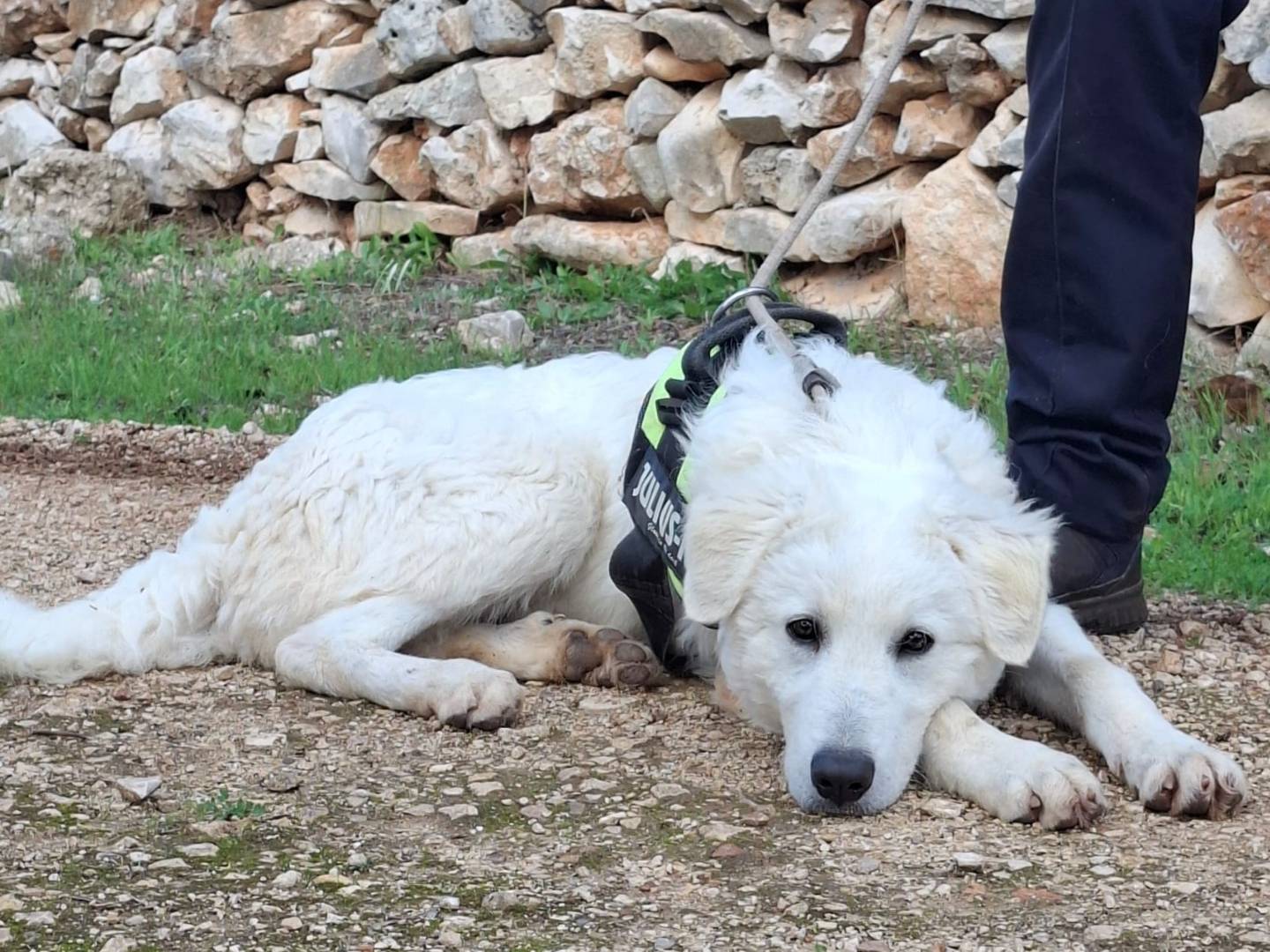 Adotta un cane, taglia media, maschio, Grosseto