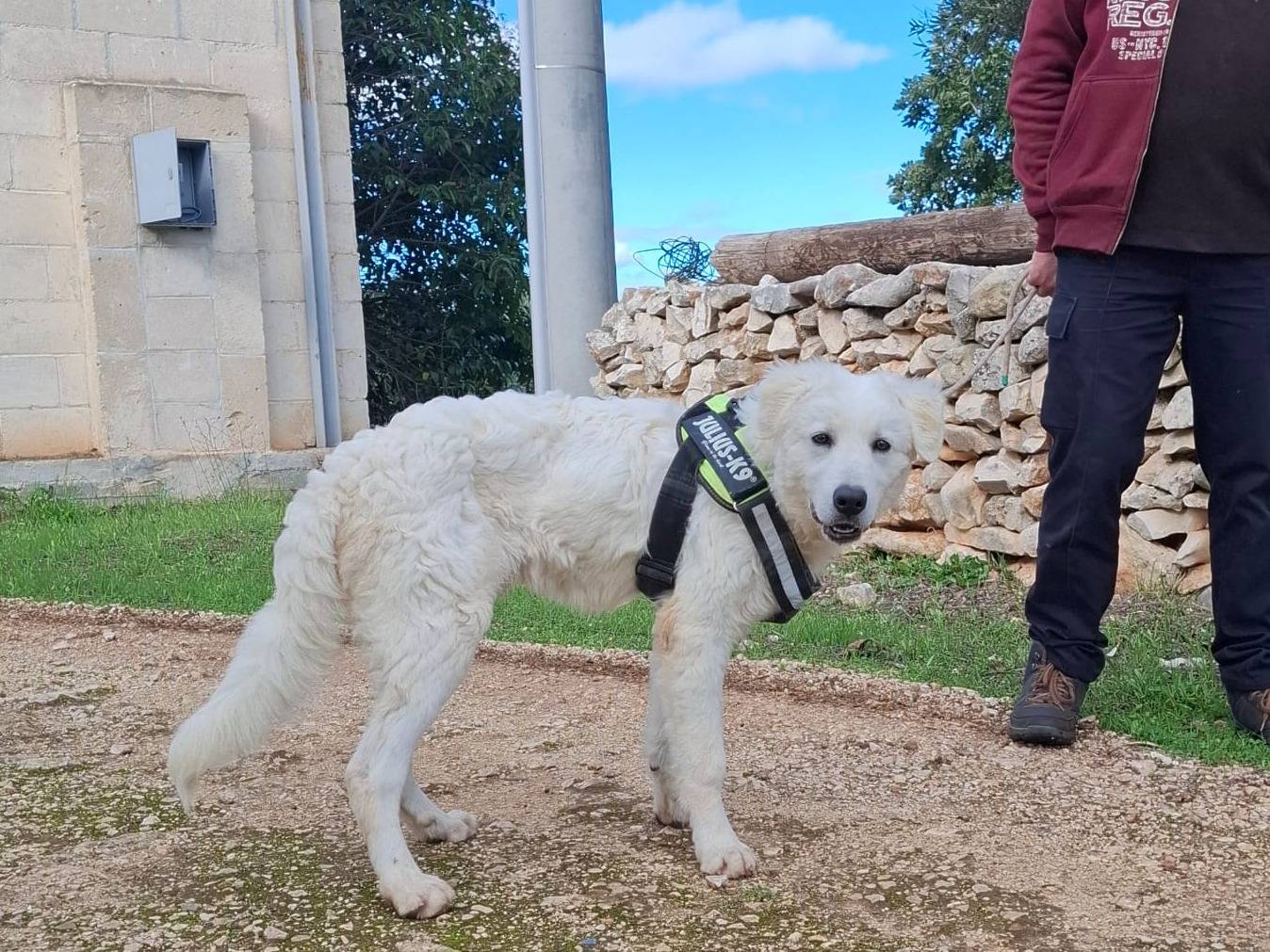 Vuoi adottare un cane a Grosseto?