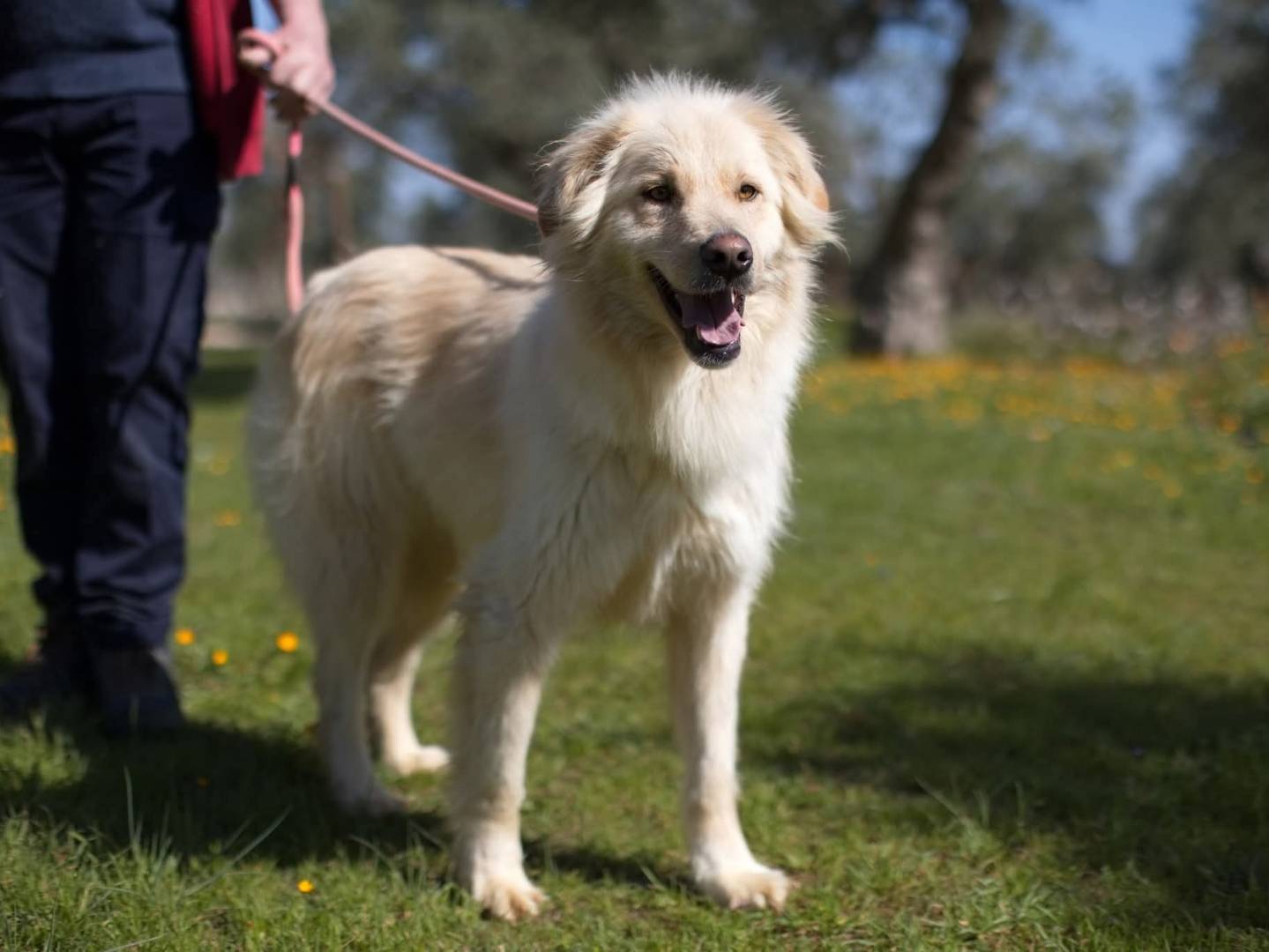 Adozione cane, maschio, Razza sconosciuta Razza sconosciuta, 3 anni e 9 mesi, taglia media, Genova